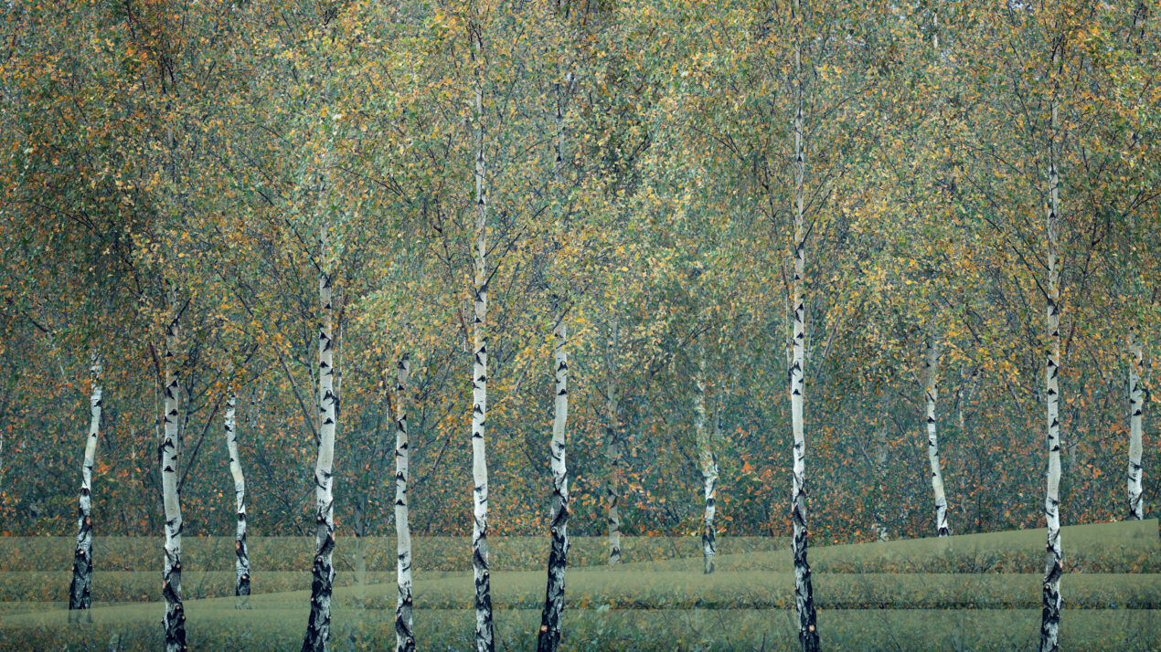 Birches 2026 03 23 copy